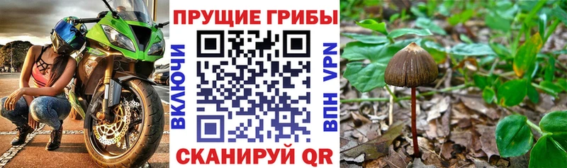 Галлюциногенные грибы мицелий  как найти наркотики  OMG вход  Мосальск 